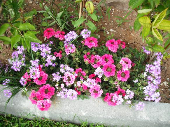Name:  DSCF2097.jpg
Views: 959
Size:  72.7 KB