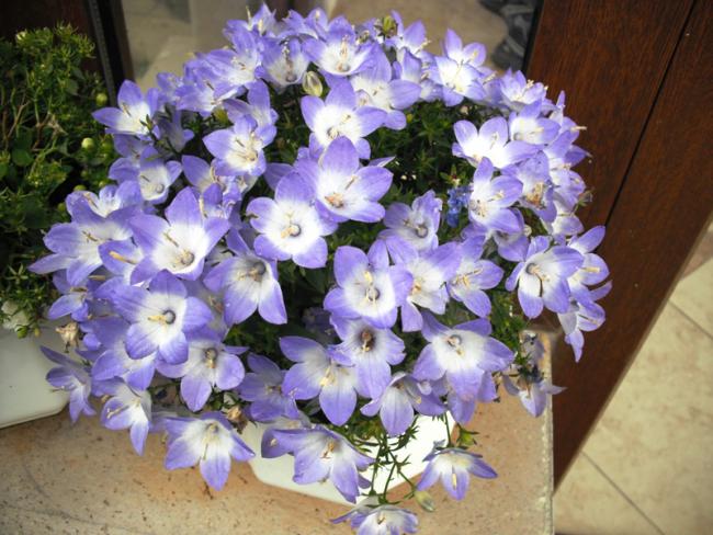 Name:  DSCF2077.jpg
Views: 925
Size:  58.7 KB