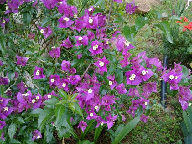 Name:  w8 003 (Byk).jpg
Views: 403
Size:  71.7 KB