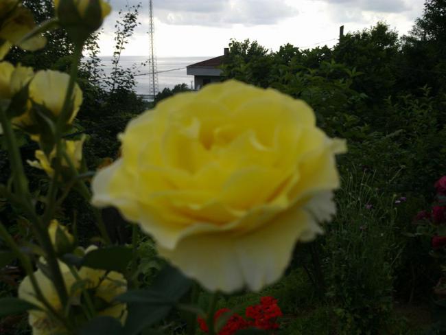 Name:  w8 011 (Byk).jpg
Views: 417
Size:  37.1 KB