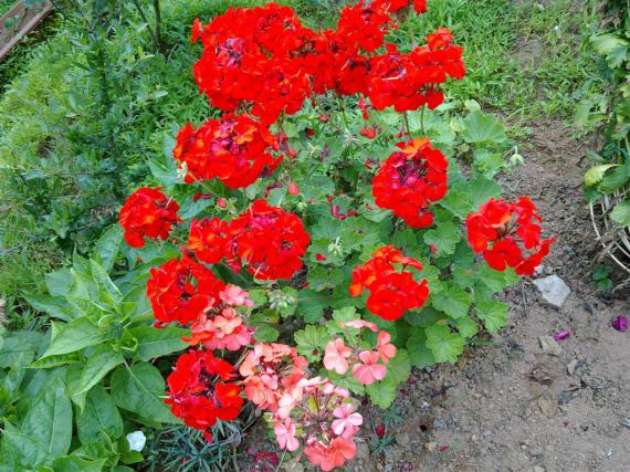 Name:  w8 012 (Byk).jpg
Views: 497
Size:  72.6 KB