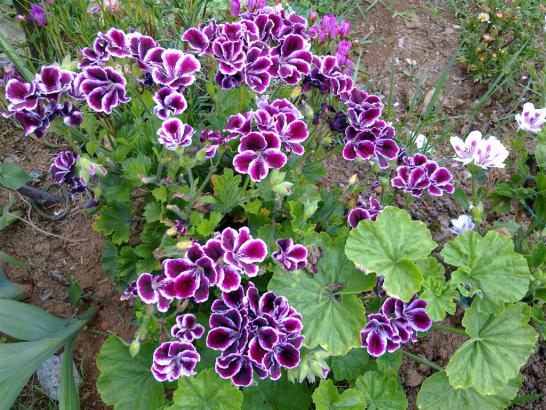 Name:  w8 019 (Byk).jpg
Views: 509
Size:  73.7 KB