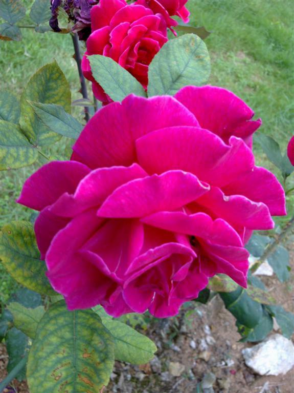 Name:  w8 016 (Byk).jpg
Views: 503
Size:  63.0 KB