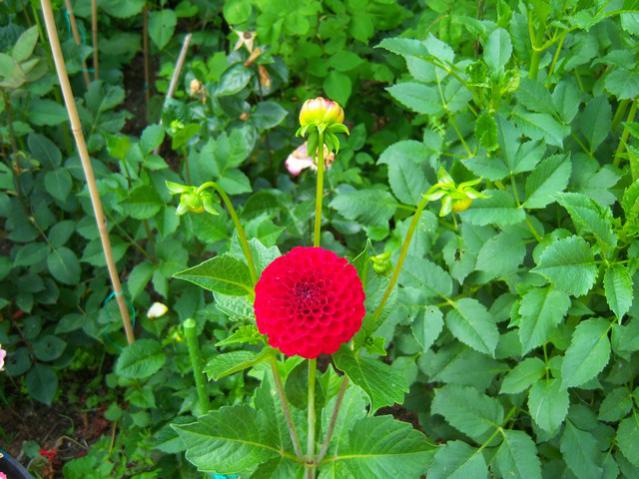 Name:  100_1846.jpg
Views: 479
Size:  58.2 KB