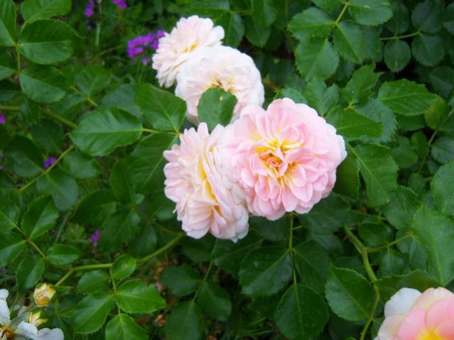Name:  100_1870.jpg
Views: 457
Size:  43.7 KB