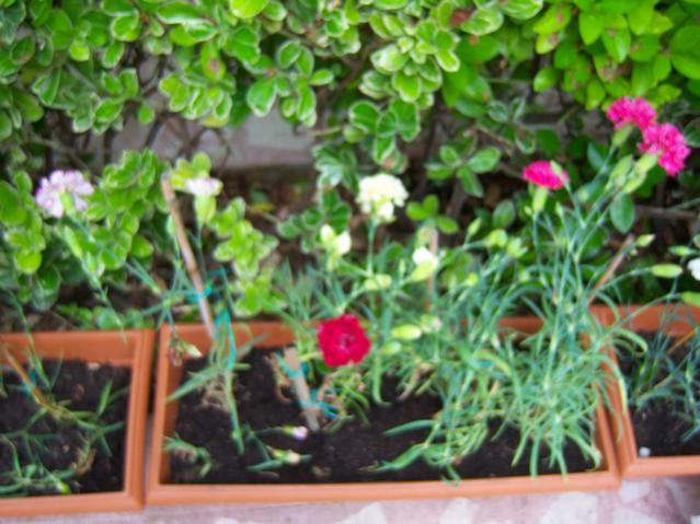 Name:  100_1878.jpg
Views: 475
Size:  55.1 KB