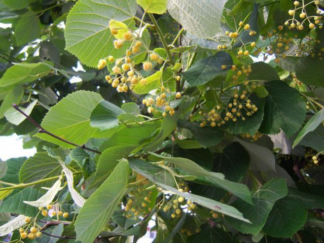 Name:  100_1887.jpg
Views: 447
Size:  60.7 KB