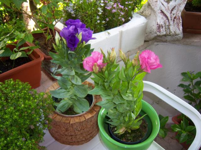 Name:  100_1903.jpg
Views: 441
Size:  58.6 KB