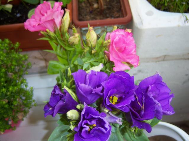 Name:  100_1904.jpg
Views: 462
Size:  43.5 KB