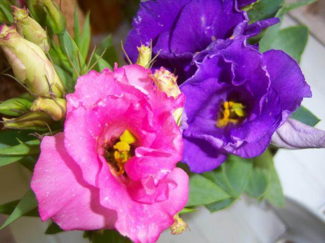 Name:  100_1905.jpg
Views: 472
Size:  43.1 KB