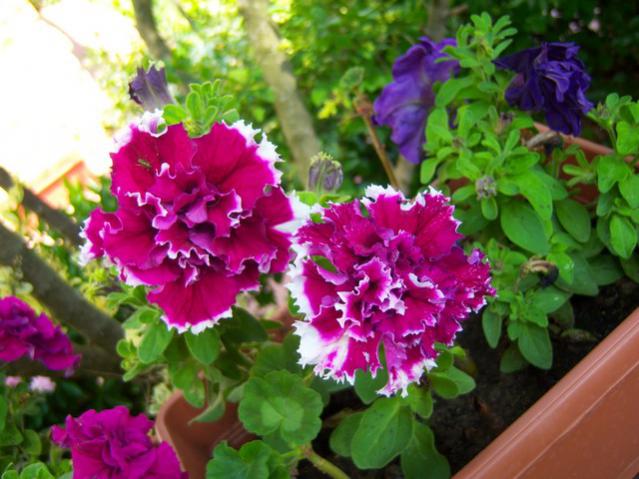 Name:  100_1906.jpg
Views: 451
Size:  52.8 KB