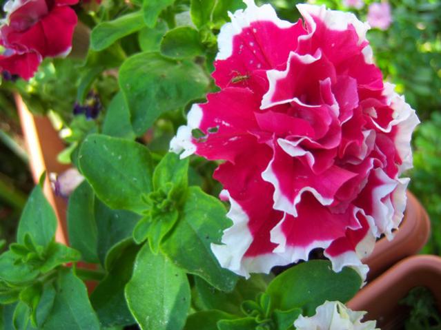 Name:  100_1907.jpg
Views: 487
Size:  46.3 KB