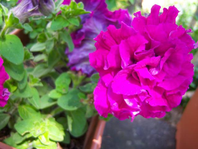 Name:  100_1908.jpg
Views: 505
Size:  39.7 KB