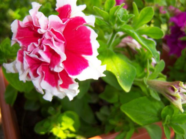 Name:  100_1910.jpg
Views: 491
Size:  39.8 KB