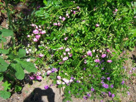 Name:  100_1912.jpg
Views: 472
Size:  75.2 KB