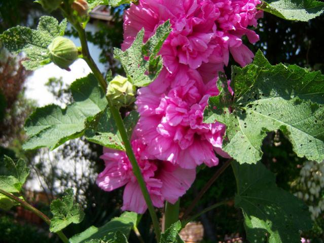 Name:  100_1915.jpg
Views: 459
Size:  60.7 KB
