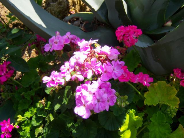 Name:  100_1917.jpg
Views: 467
Size:  50.3 KB