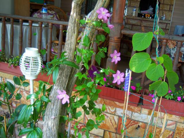 Name:  100_1921.jpg
Views: 459
Size:  66.8 KB