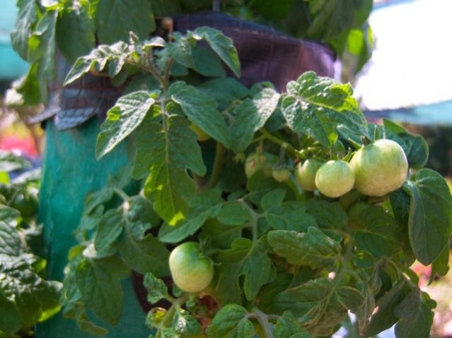 Name:  100_1931.jpg
Views: 728
Size:  44.3 KB
