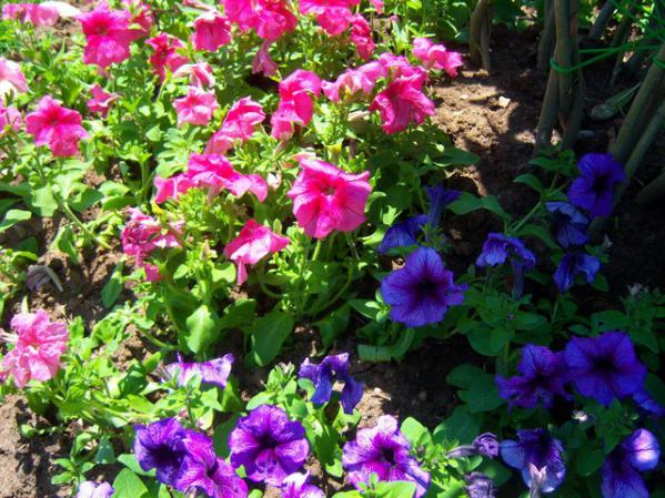 Name:  100_1939.jpg
Views: 624
Size:  72.9 KB