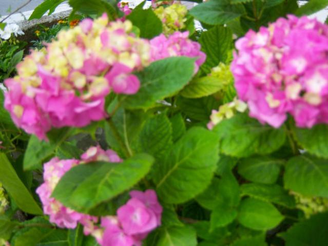 Name:  100_1947.jpg
Views: 462
Size:  40.6 KB