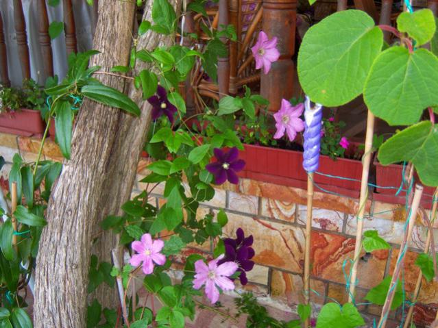 Name:  100_1949.jpg
Views: 501
Size:  64.4 KB
