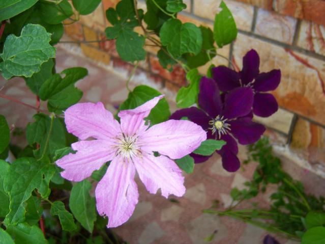 Name:  100_1950.jpg
Views: 509
Size:  42.5 KB