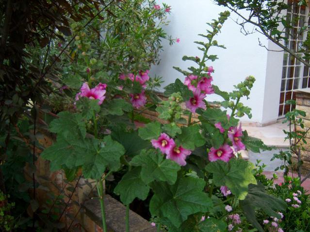 Name:  100_1956.jpg
Views: 497
Size:  59.7 KB