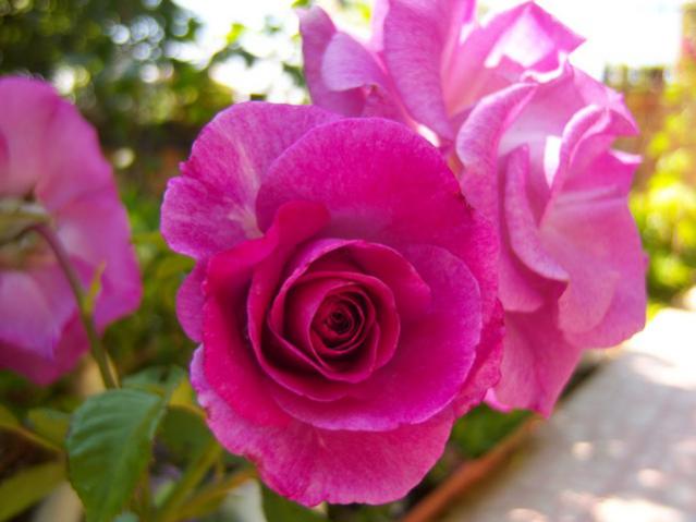 Name:  100_1959.jpg
Views: 505
Size:  35.6 KB
