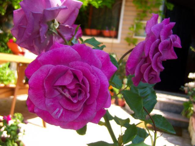 Name:  100_1960.jpg
Views: 479
Size:  42.8 KB