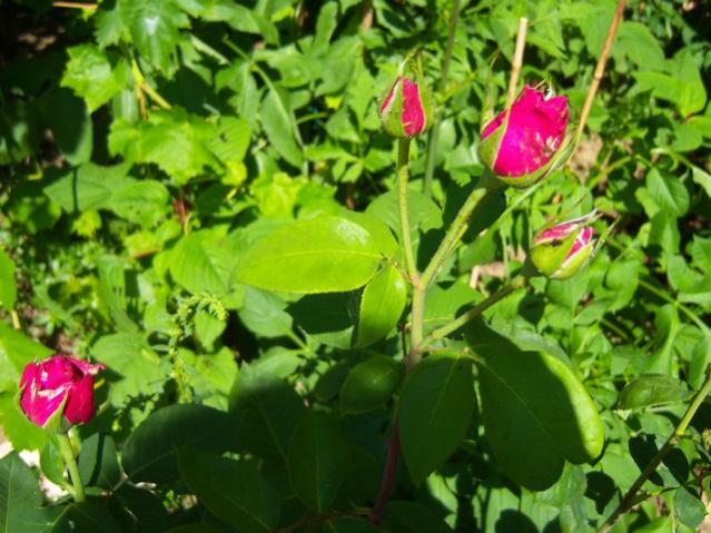 Name:  100_1962.jpg
Views: 467
Size:  56.4 KB