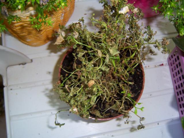 Name:  100_1966.jpg
Views: 551
Size:  52.8 KB
