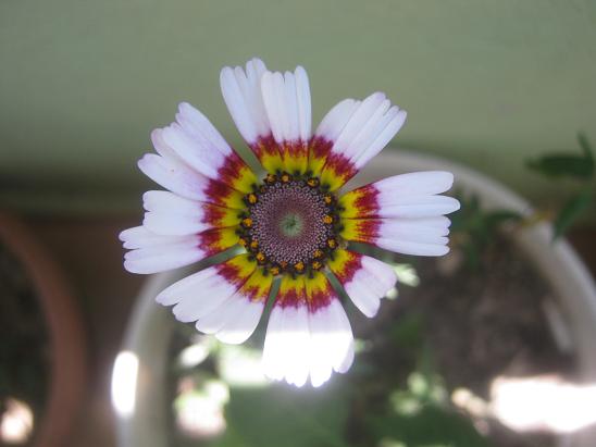 Name:  crisentemo.JPG
Views: 1058
Size:  35.5 KB