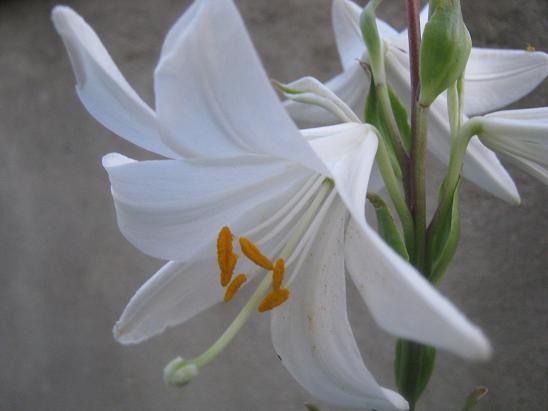 Name:  lilium.JPG
Views: 1106
Size:  35.2 KB