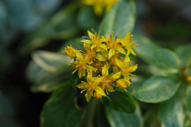 Name:  DSC_0536.jpg
Views: 753
Size:  25.2 KB