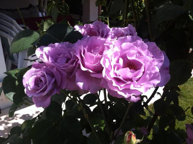 Name:  IMG_0958.jpg
Views: 986
Size:  47.4 KB