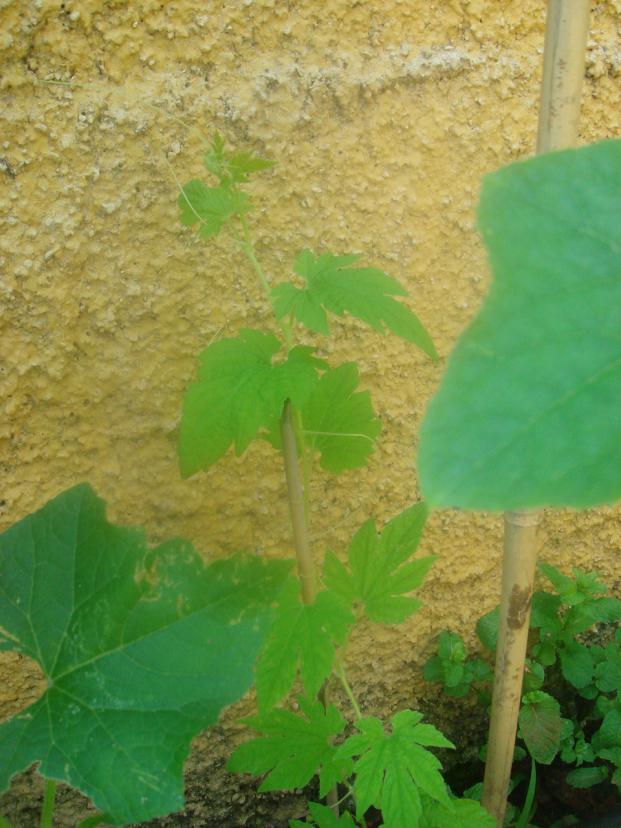 Name:  Kudret 1.jpg
Views: 1342
Size:  70.6 KB