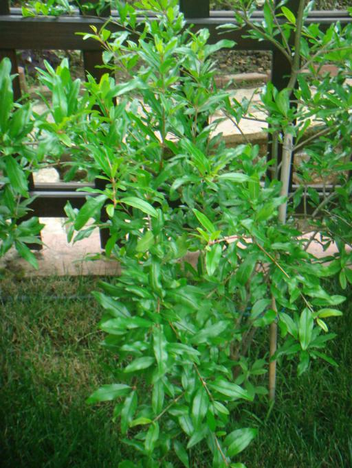Name:  Nar 1.jpg
Views: 1358
Size:  76.7 KB