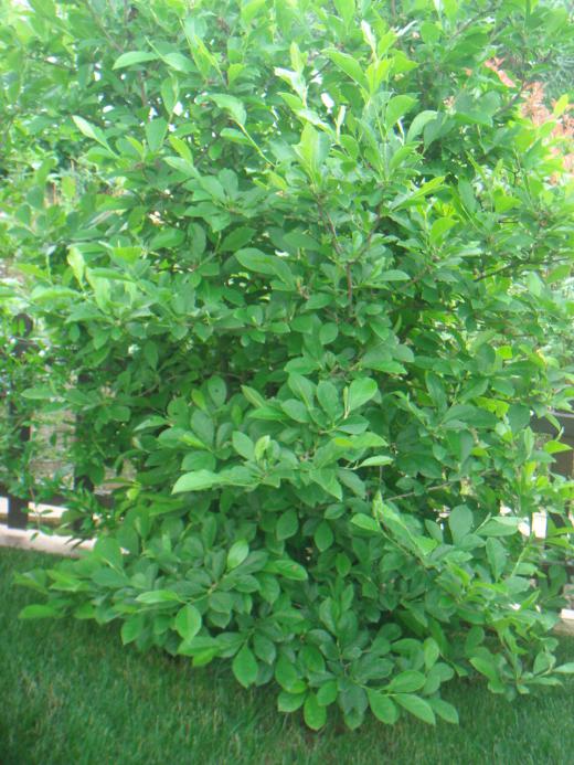 Name:  Manolya 1.jpg
Views: 1508
Size:  76.0 KB