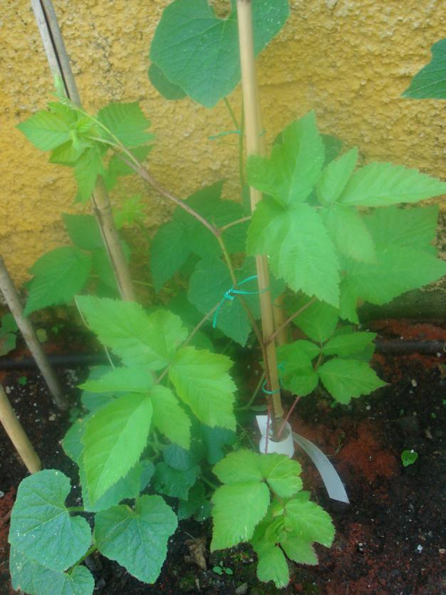 Name:  Golsenberry 1.jpg
Views: 1285
Size:  71.1 KB