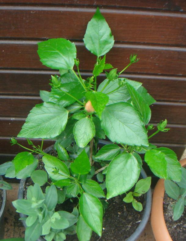 Name:  Hibiscus 10.jpg
Views: 1336
Size:  72.0 KB