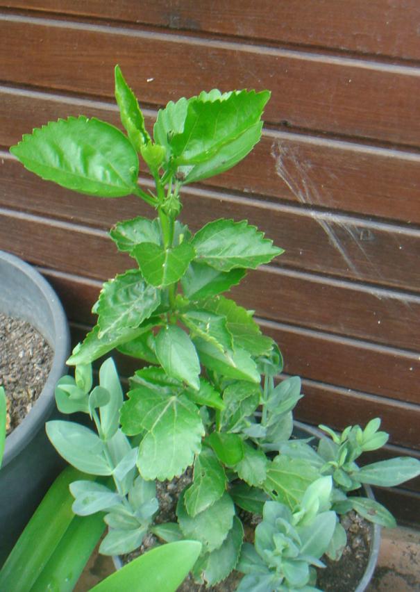 Name:  Hibiscus 11.jpg
Views: 1327
Size:  72.1 KB