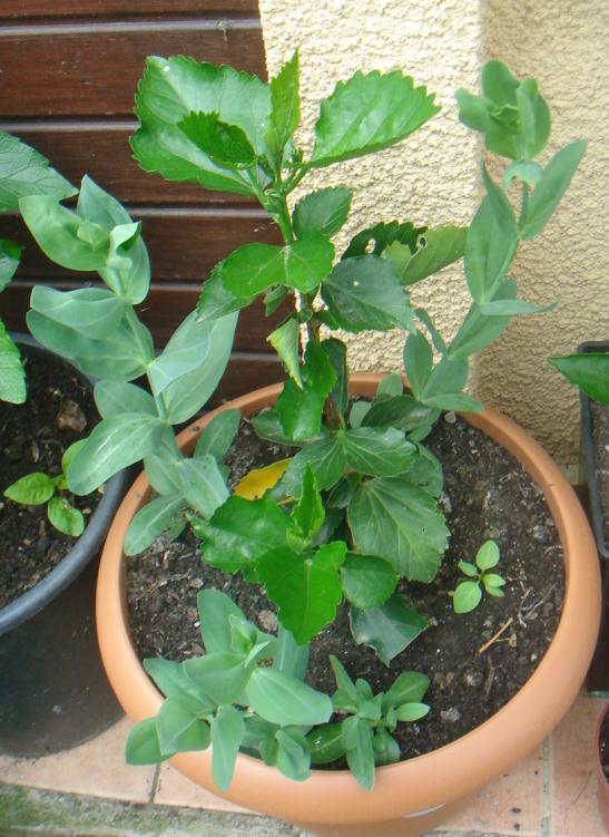 Name:  Hibiscus 12.jpg
Views: 1292
Size:  74.8 KB