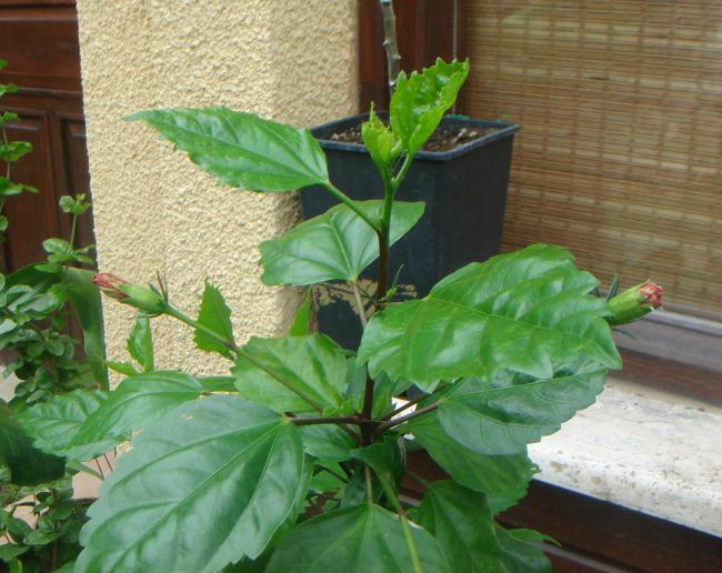 Name:  Hibiscus 7.jpg
Views: 1331
Size:  56.8 KB