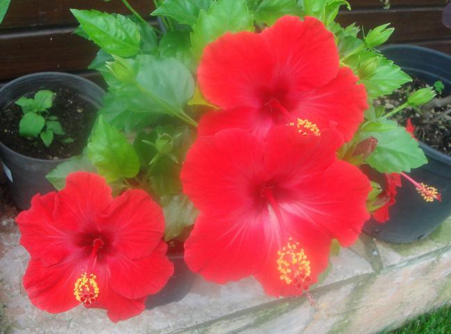 Name:  Hibiscus 3.jpg
Views: 1278
Size:  40.1 KB