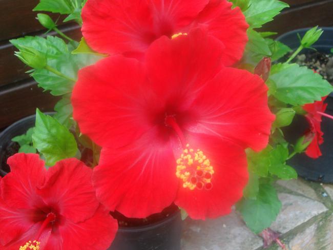 Name:  Hibiscus 2.jpg
Views: 1285
Size:  35.1 KB