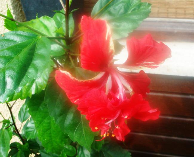 Name:  Hibiscus 1.jpg
Views: 1305
Size:  46.0 KB