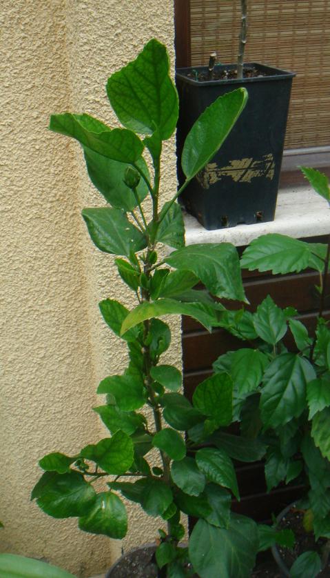 Name:  Hibiscus 8.jpg
Views: 1310
Size:  75.6 KB