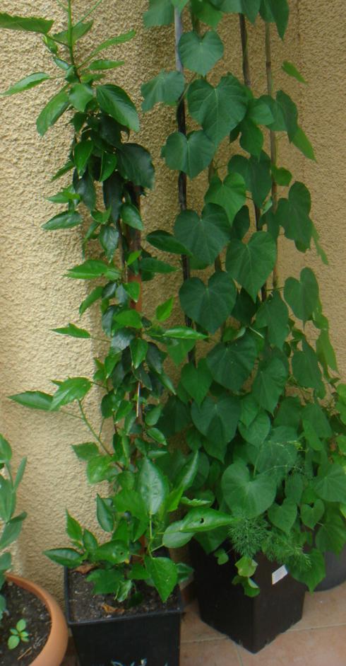 Name:  Hibiscus 13.jpg
Views: 1327
Size:  77.1 KB