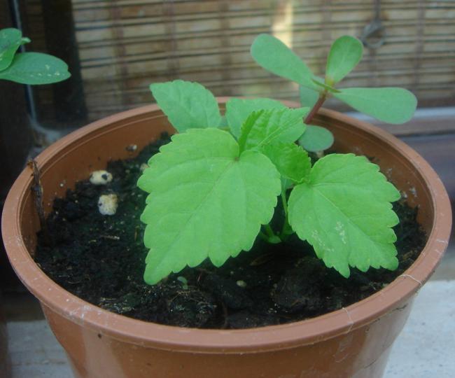 Name:  Hibiscus 6.jpg
Views: 1304
Size:  39.4 KB